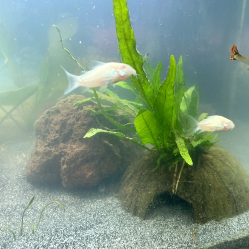 Corydoras Albinos