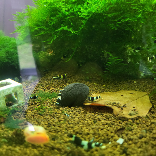 Caridina panda