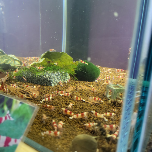 Caridina crystal red