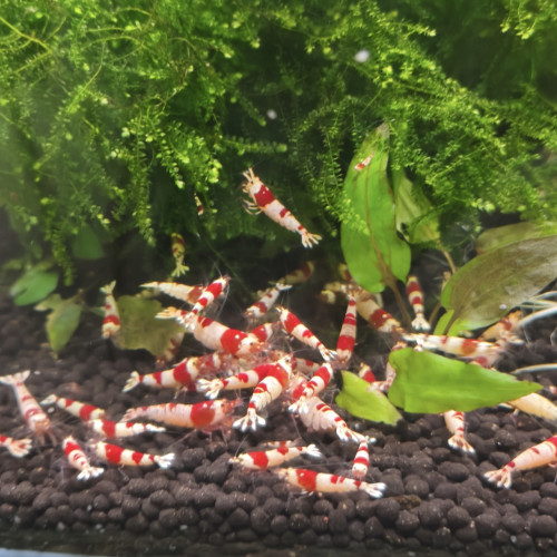 Crevettes crystal red