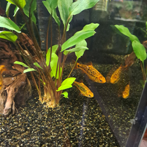 5 barbus de shuberti