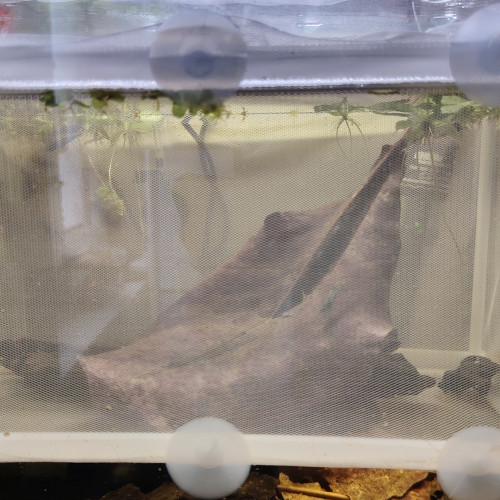 Isoloir de 27 cm de longueur