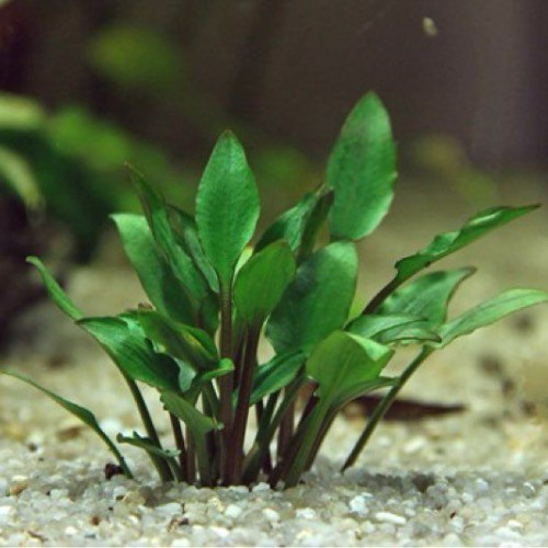 Plante aquarium Cryptocoryne Wendtii green