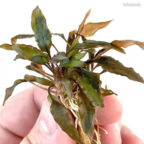 Plante aquarium Cryptocoryne Wendtii brown