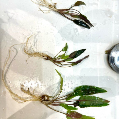 Plante aquarium Cryptocoryne Wendtii brown