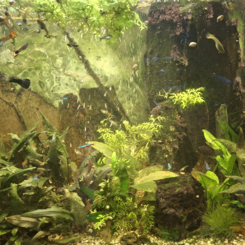 dons ou échange de guppies