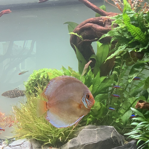 URGENT - DON Touttes Vivants - Demenagement