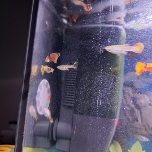 Vente de Guppy male et femelle