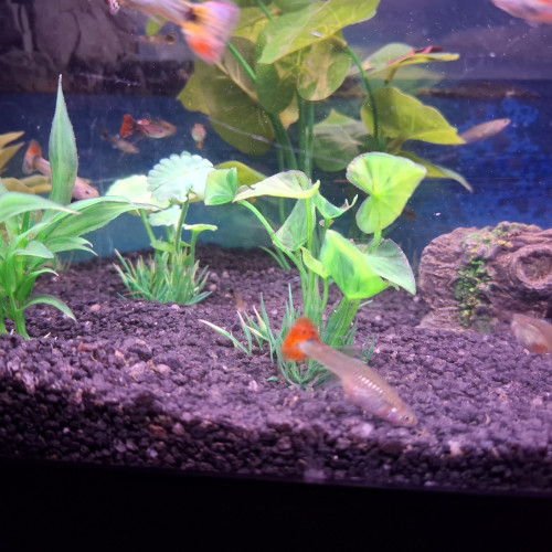 Vente de Guppy male et femelle