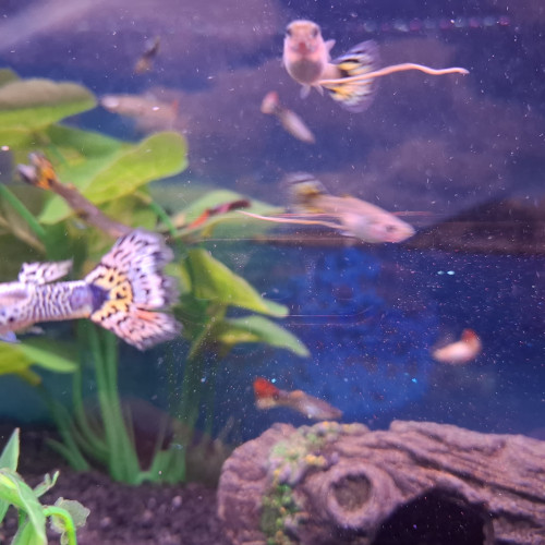 Vente de Guppy male et femelle