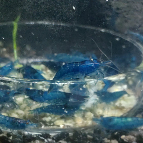 Crevettes Neocaridina "Blue Velvet" mâles adultes ♂