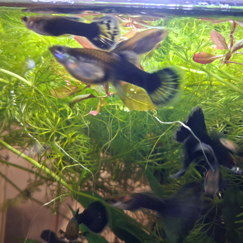 Donne ou échange Guppy