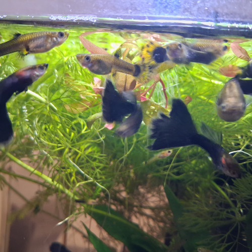 Donne ou échange Guppy