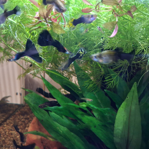 Donne ou échange Guppy