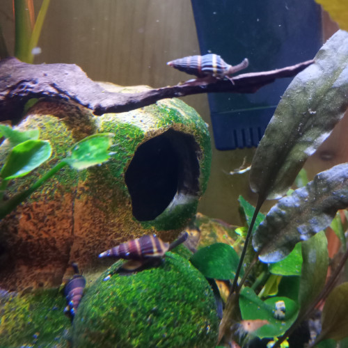 Anentome helena escargot assassin