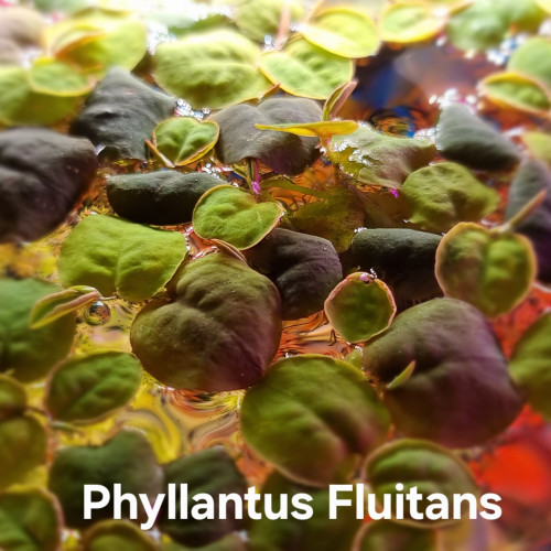 Phyllantus Fluitans