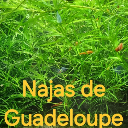 Najas de Guadeloupe