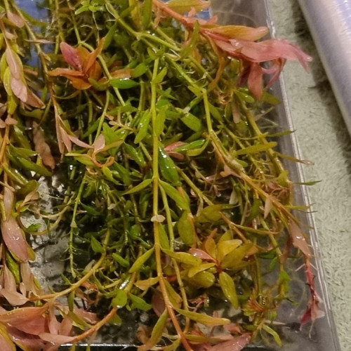 Rotala Rotundifolia