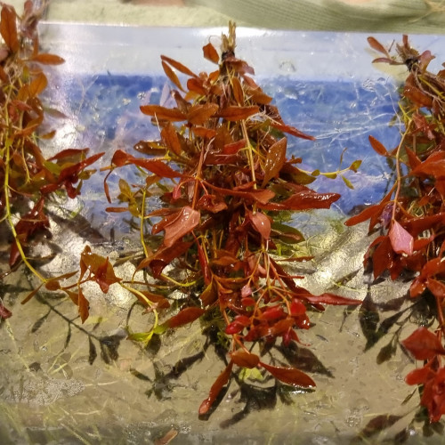 Ludwigia Super Red Mini