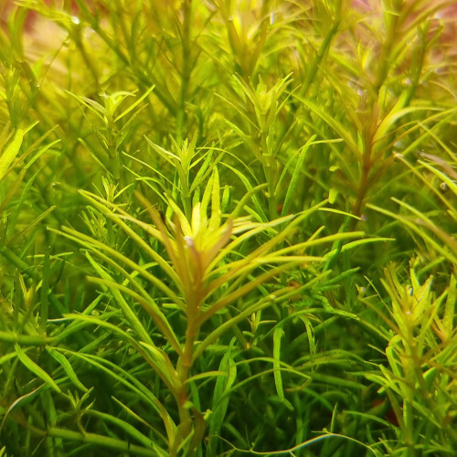Rotala Vietnam