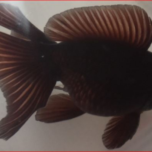 Donne poisson Japonais