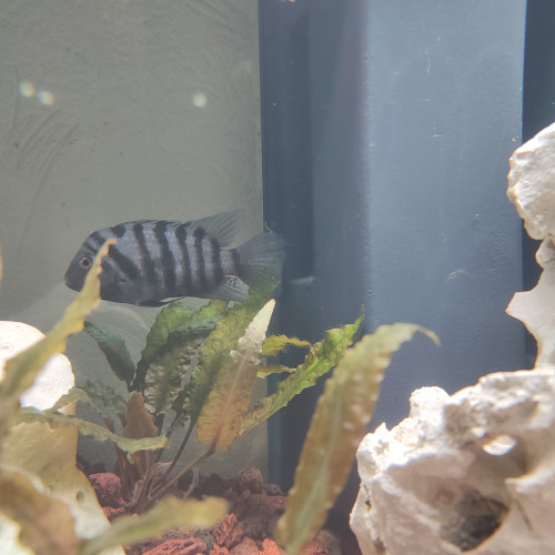 Amatitlania Nigrofasciata