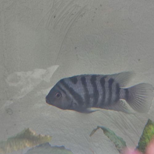 Amatitlania Nigrofasciata