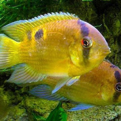 Recherche Cleithracara maronii