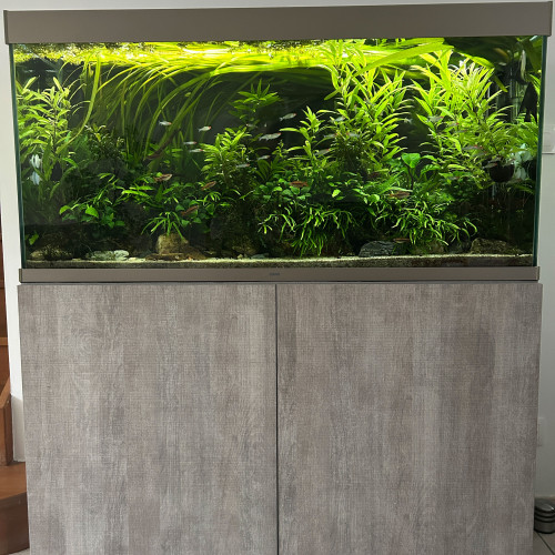 Aquarium 240 L complet + meuble – plantes & poissons inclus – prêt à l’emploi