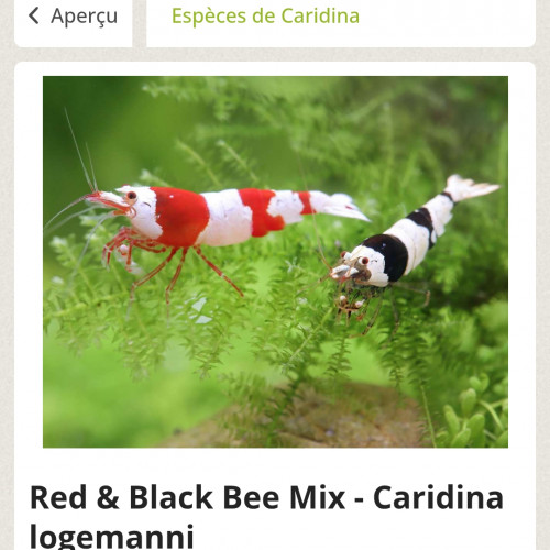 Recherche caridina Black bee Panda/Bee Red et Neocaridina Yellow neon