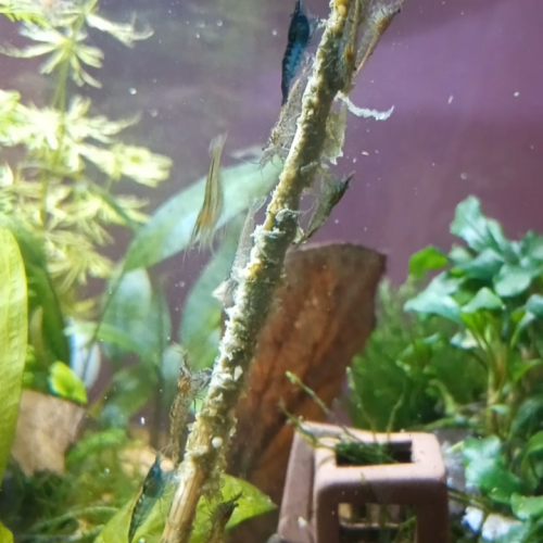 Urgent, Donne crevettes néo caridinas déclassées