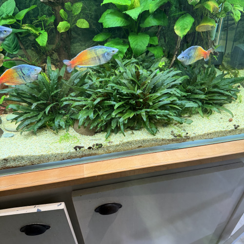 5 Melano arc en Ciel