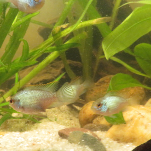 CICHLIDES ACARA BLEU