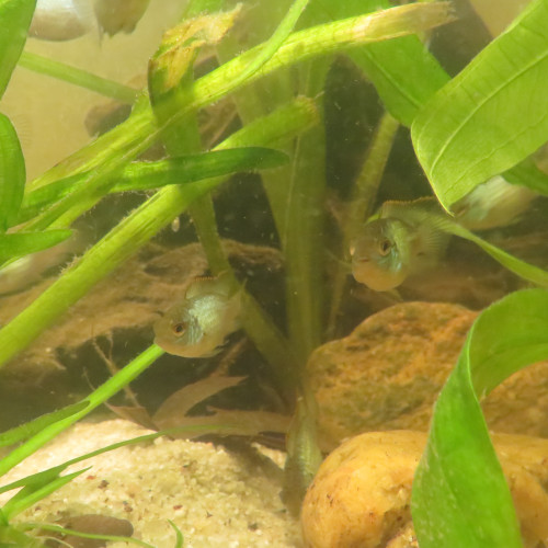 CICHLIDES ACARA BLEU