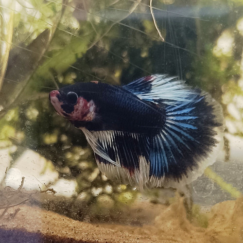 Atlas - betta splendens