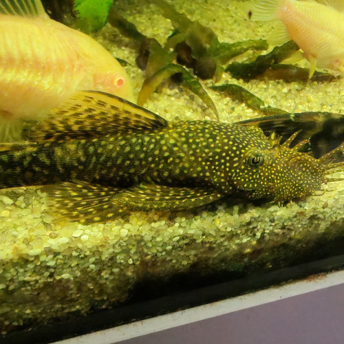 Ancistrus male (7 cm)