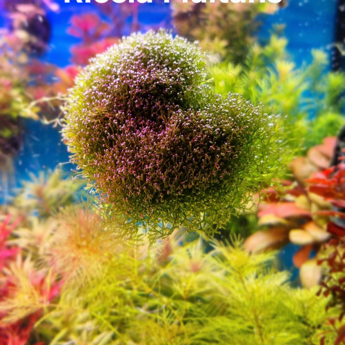 Riccia Fluitans