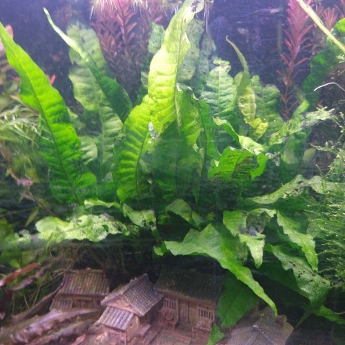 Fougère de java et mousse de java