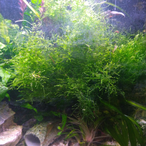 Fougère de java et mousse de java