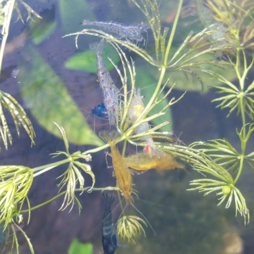 Urgent, Donne ou échange crevettes néo caridinas déclassées