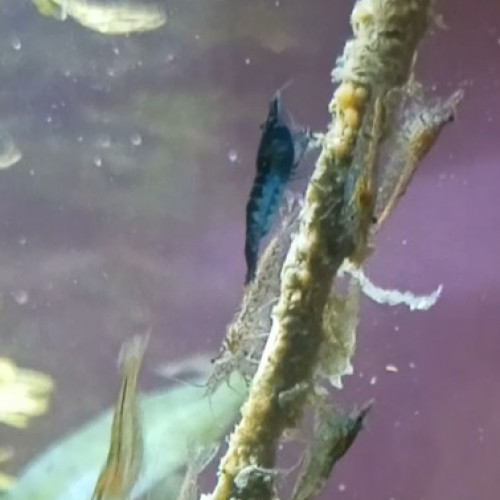 Urgent, Donne ou échange crevettes néo caridinas déclassées