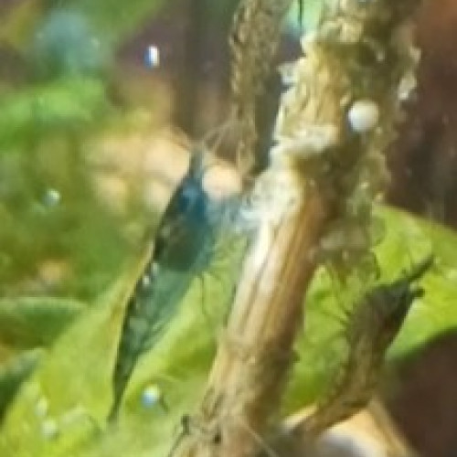 Urgent, Donne ou échange crevettes néo caridinas déclassées