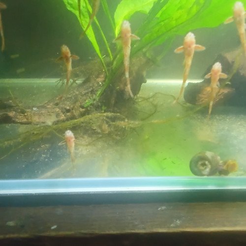 Rineloricaria sp red