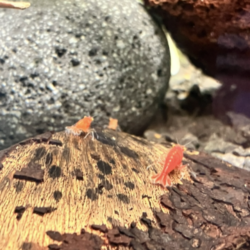 Neocaridina bloody Mary demon oe