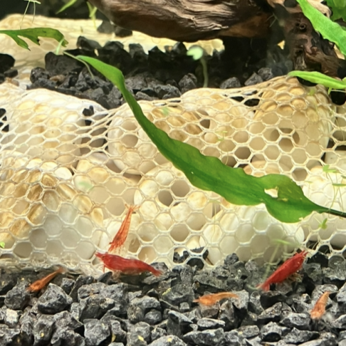 Neocaridina bloody Mary demon oe