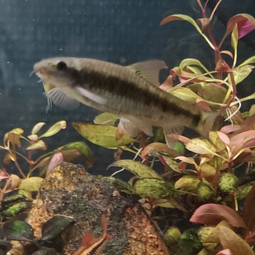 Donne gratuitement Garra rufa