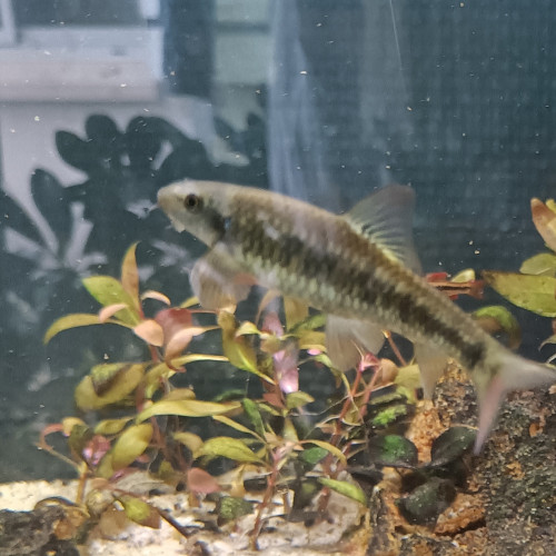 Donne gratuitement Garra rufa