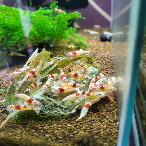 Caridina pure red line