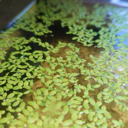 Lemna minor (lentille d'eau)