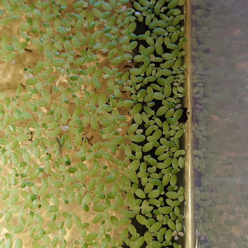 Lemna minor (lentille d'eau)